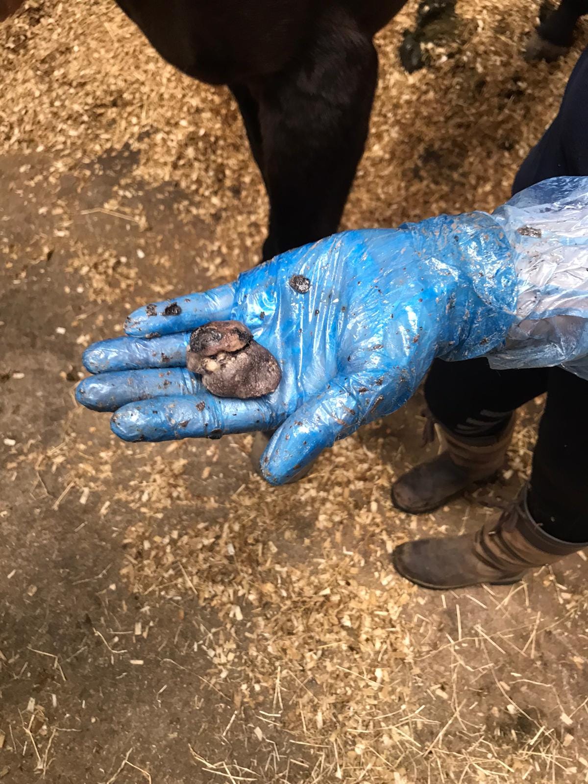 Stacy Harris-Wann, Harris Equine